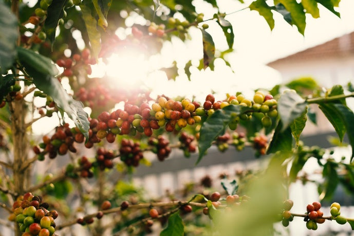 Breaking Down the Research Behind Coffee Cherry & Phosphatidylserine